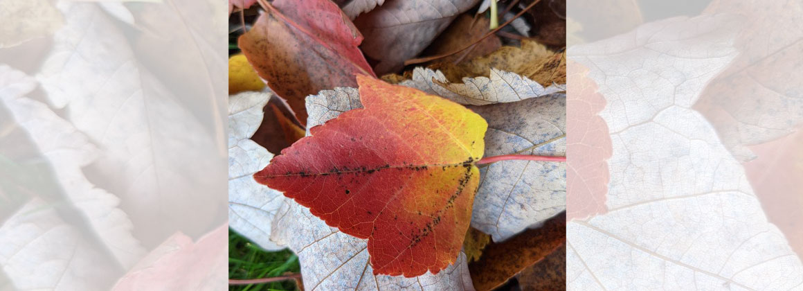 Autumn Day Retreat